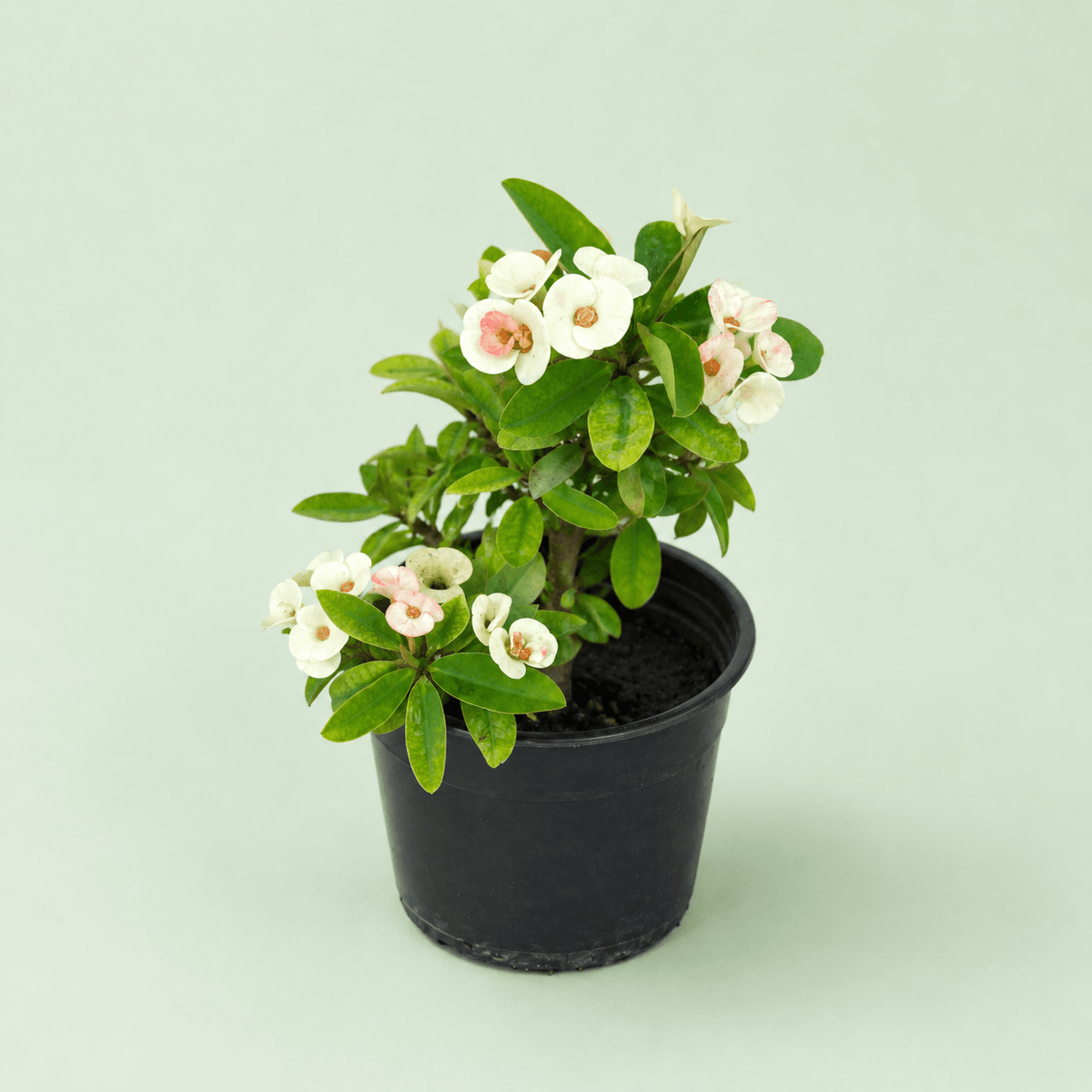 Euphorbia - ايفوربيا تايلاندي - Green Mist