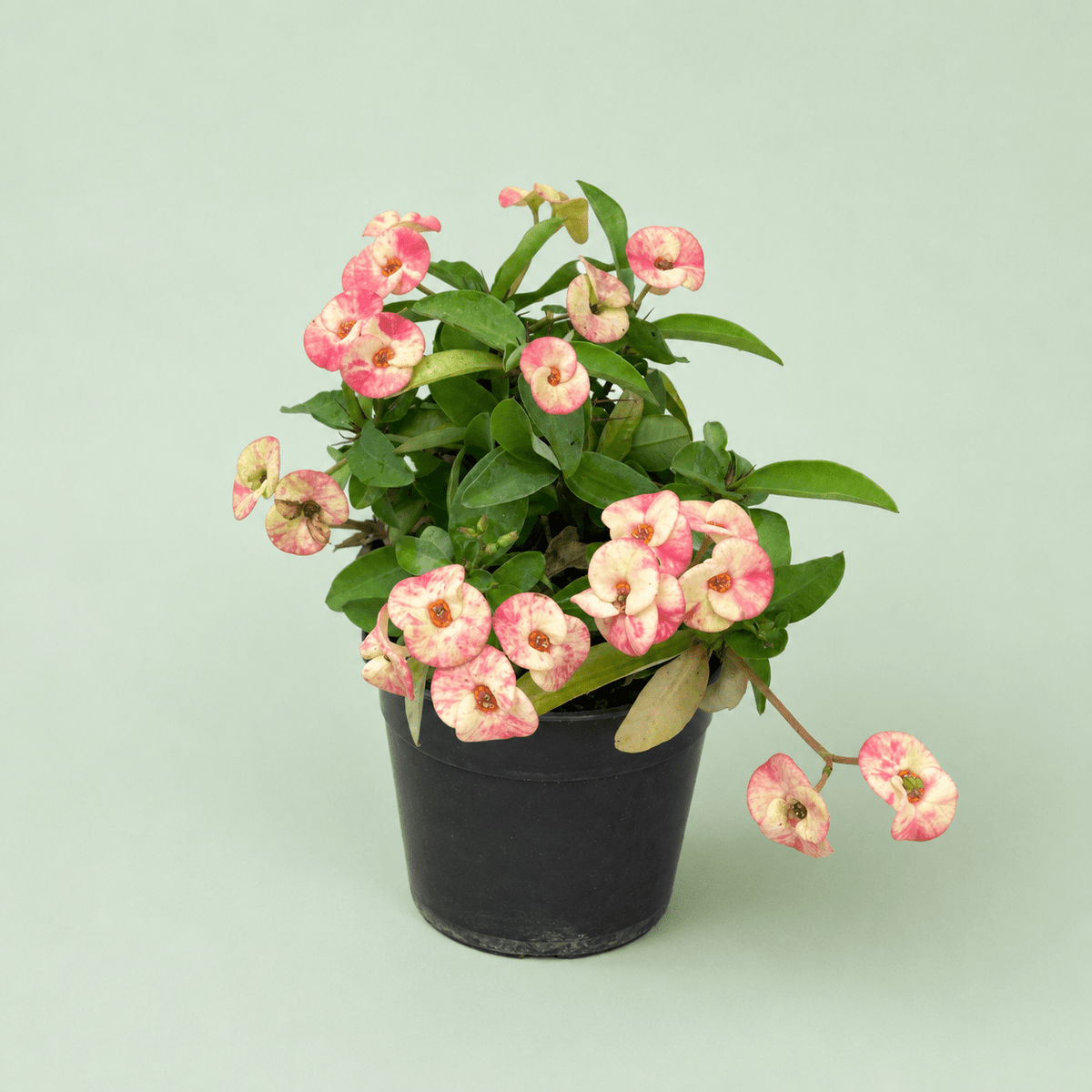 Euphorbia - ايفوربيا تايلاندي - Green Mist