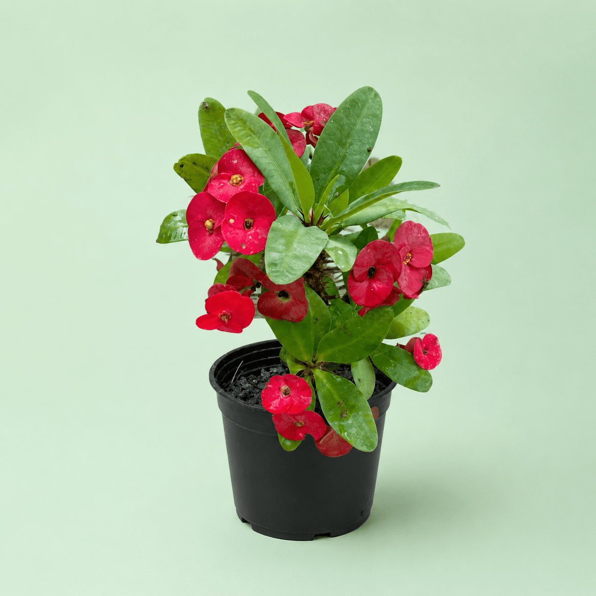 Euphorbia - ايفوربيا تايلاندي - Green Mist