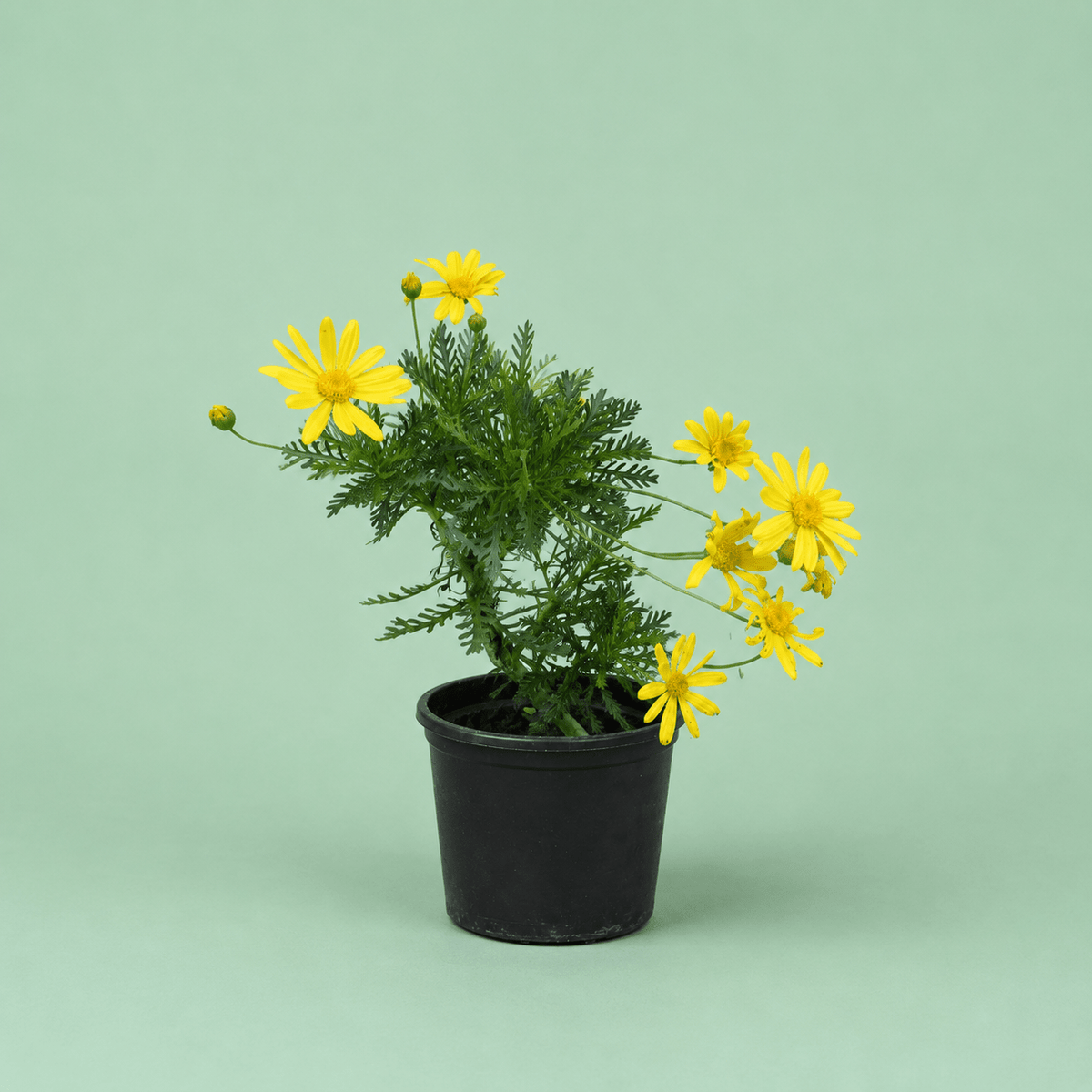 Euryops - Green Mist