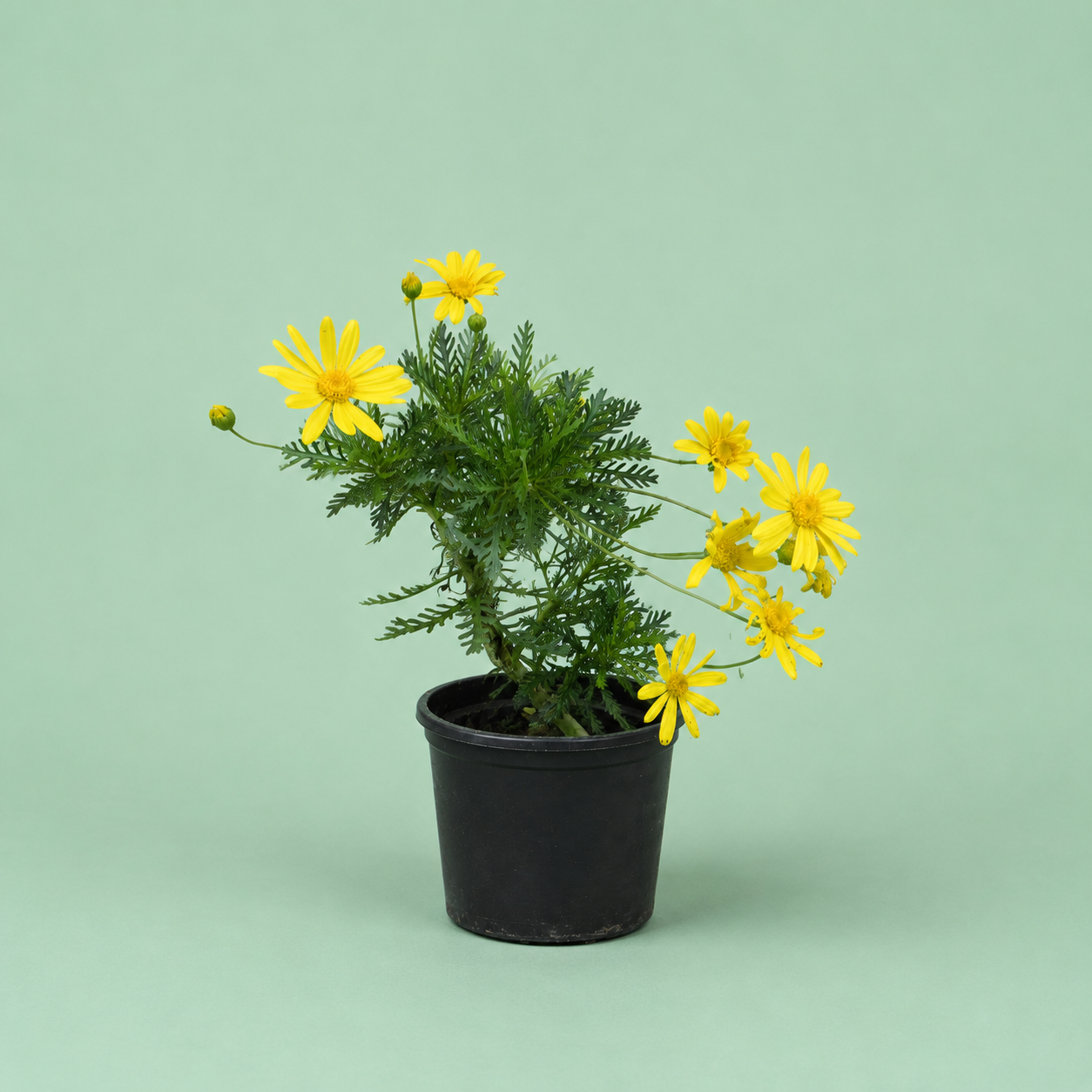 Euryops plant - يوربس