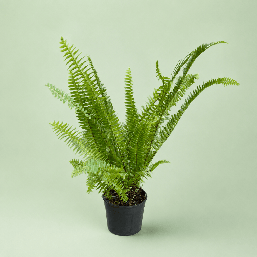 Fern - فوجير - Green Mist