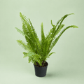 Fern - فوجير - Green Mist