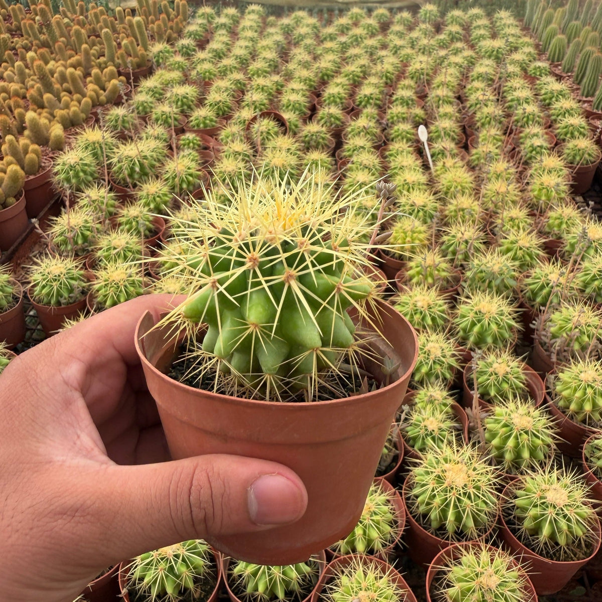 Ferocactus - Green Mist