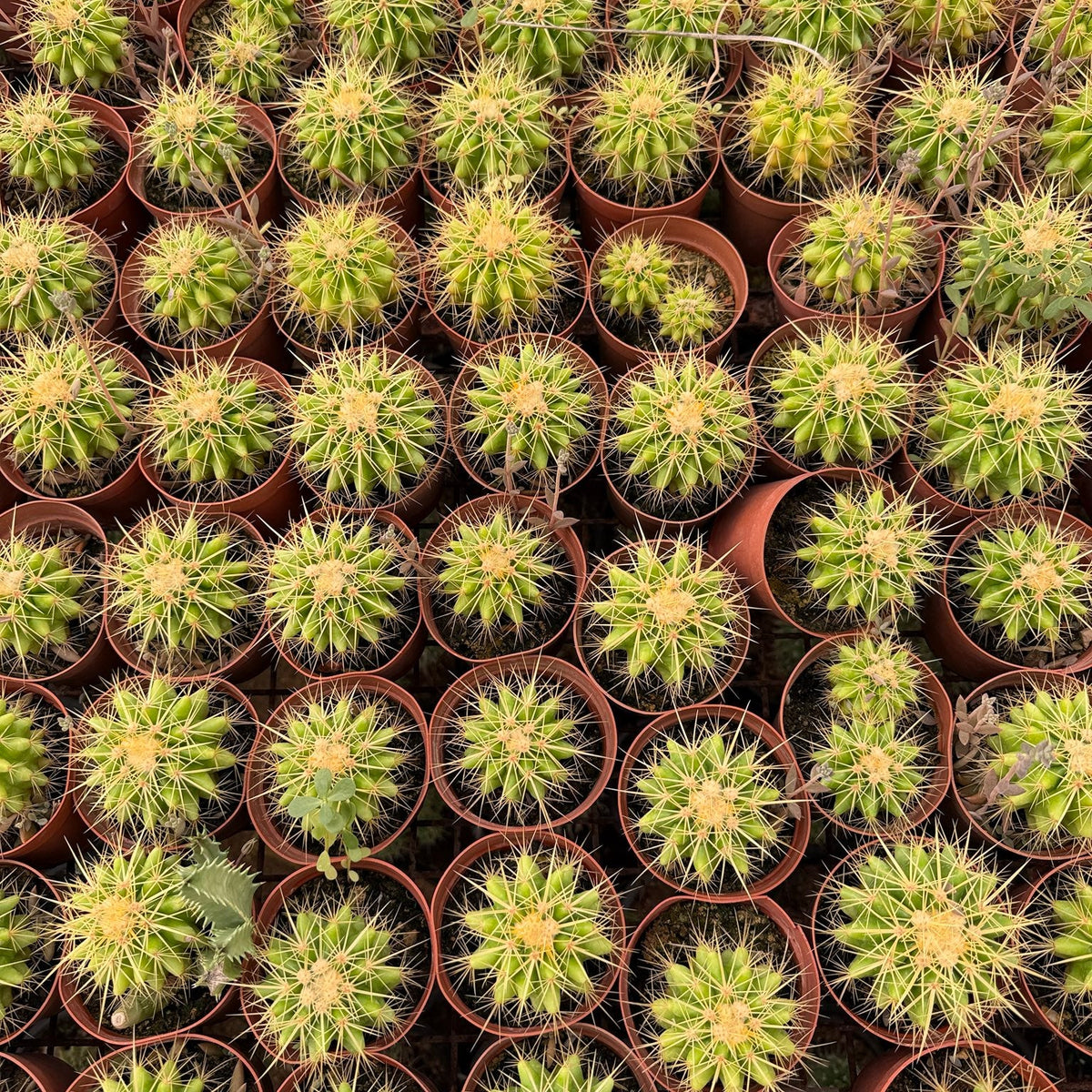 Ferocactus - Green Mist