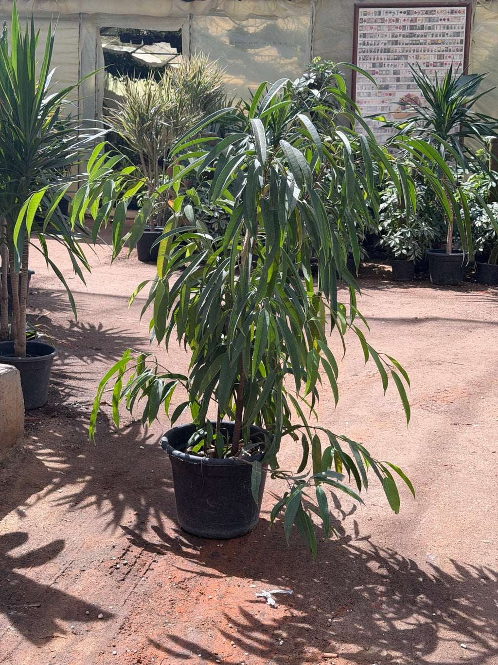Ficus Amstel Queen - فيكاس امستل كوين real plant photo