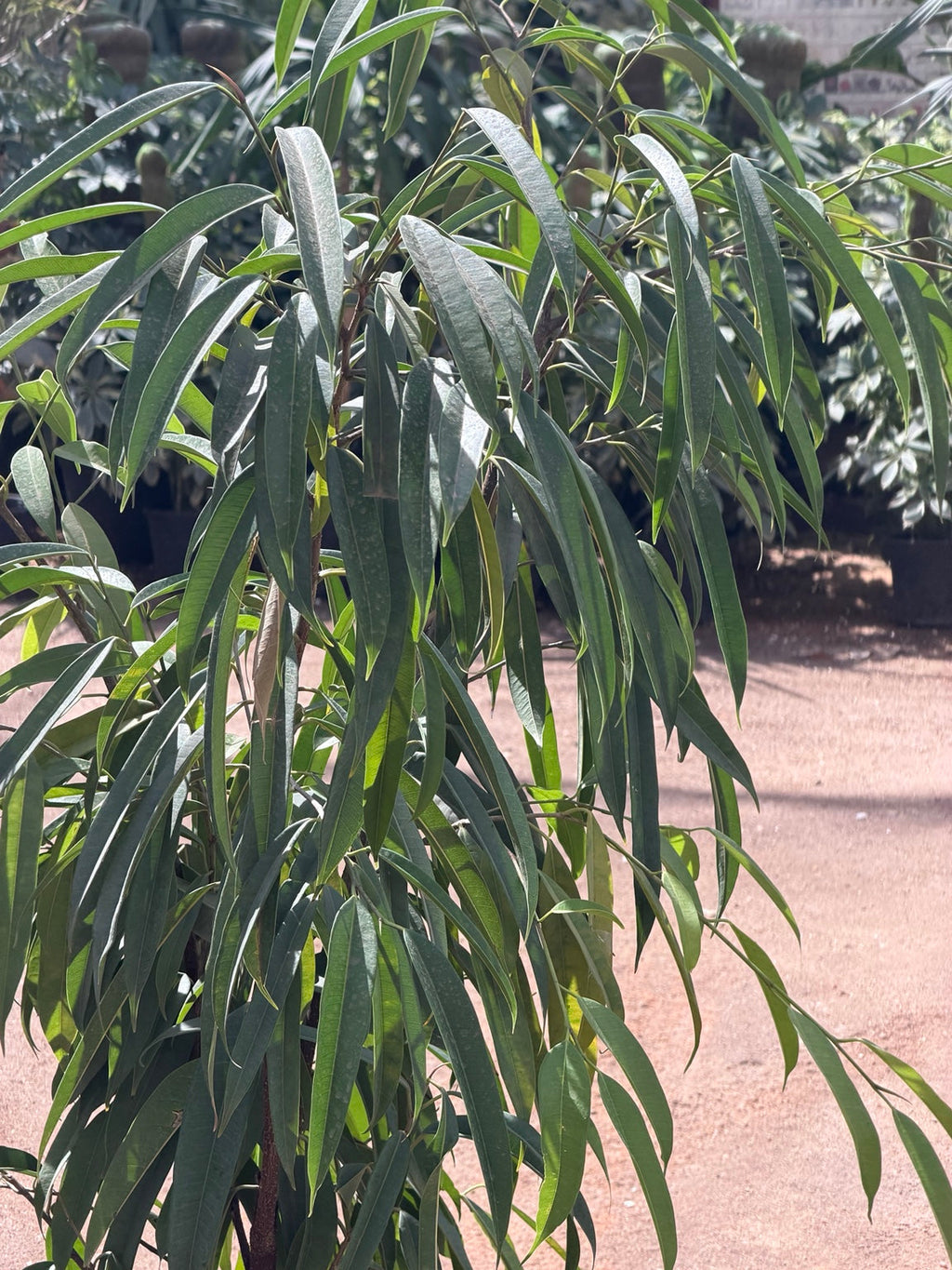 Ficus Amstel Queen - فيكاس امستل كوين real plant photo