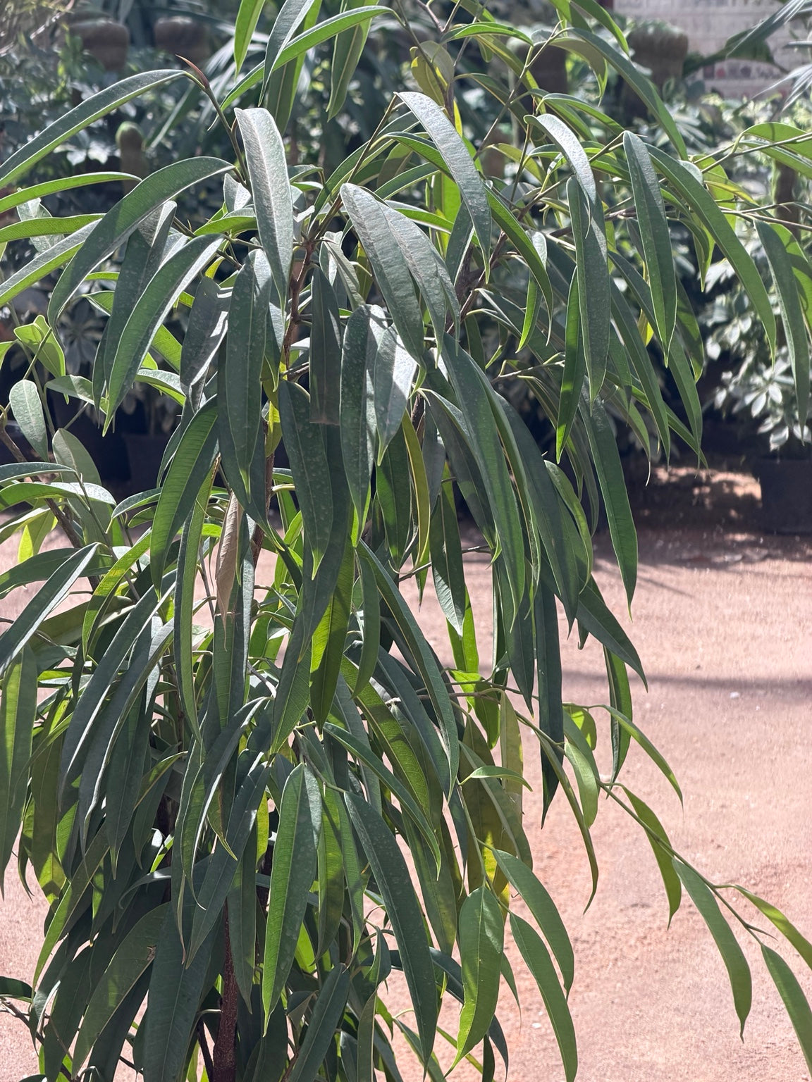 Ficus Amstel Queen - فيكاس امستل كوين real plant photo