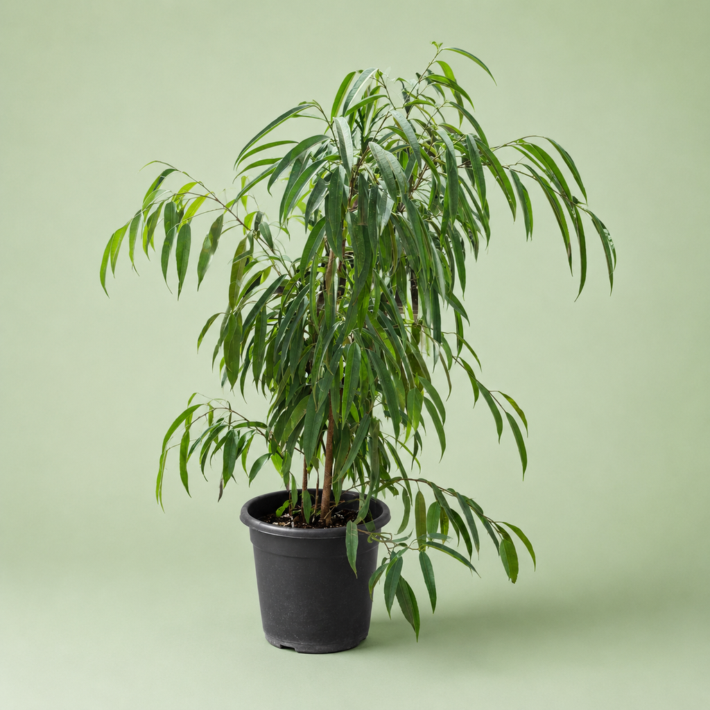 Ficus Amstel Queen plant - فيكاس امستل كوين