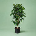 Ficus Benjamina - فيكاس بنجامينا - Green Mist