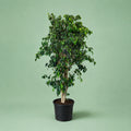 Ficus Benjamina - فيكاس بنجامينا