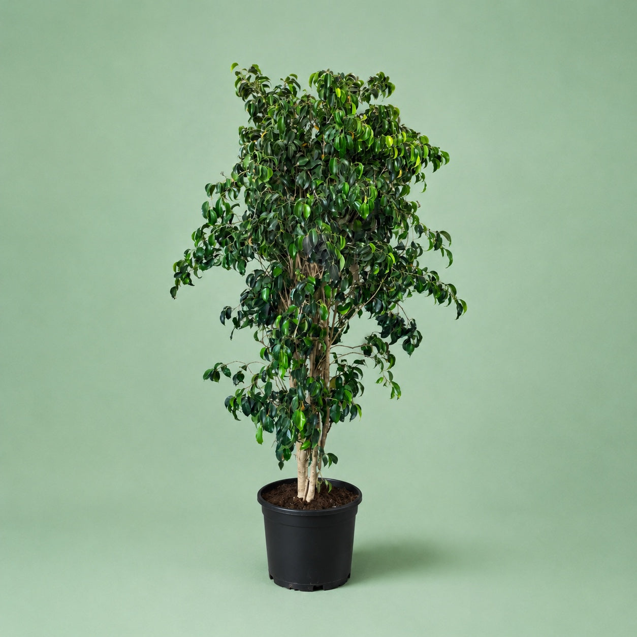 Ficus Benjamina - فيكاس بنجامينا