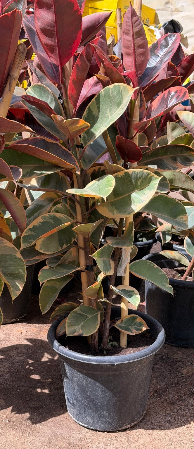 Ficus Elastica Variegated - فيكاس الاستك real plant photo