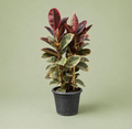 Ficus Elastica Variegated plant - فيكاس الاستك