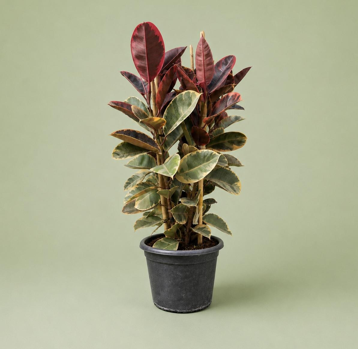Ficus Elastica Variegated plant - فيكاس الاستك
