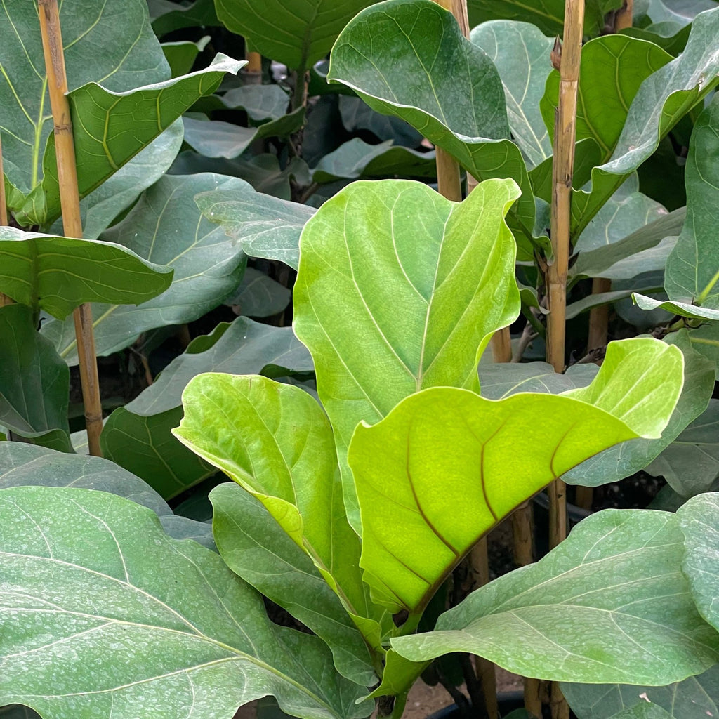 Fiddle - leaf fig - Green Mist