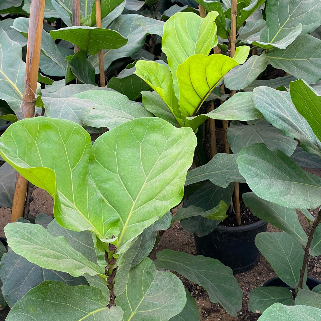 Fiddle - leaf fig - Green Mist