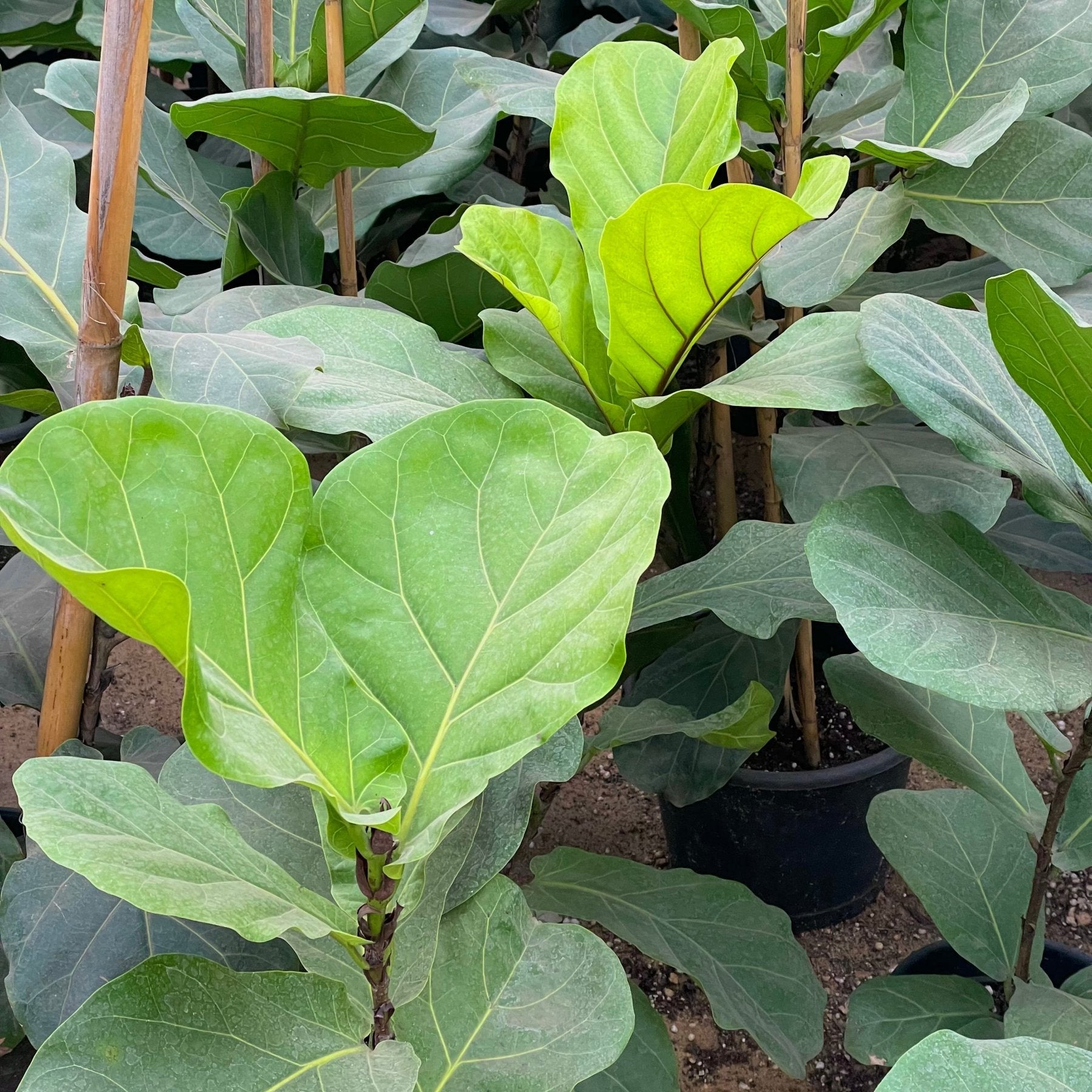Fiddle - leaf fig - Green Mist