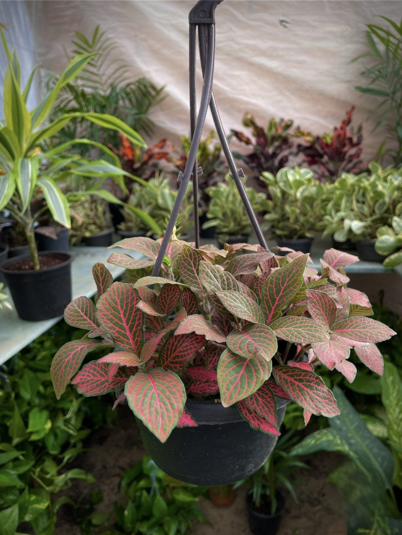 Fittonia - فيتونيا - Green Mist