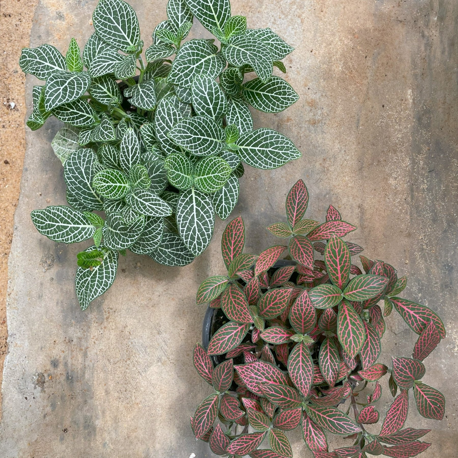 Fittonia - فيتونيا - Green Mist