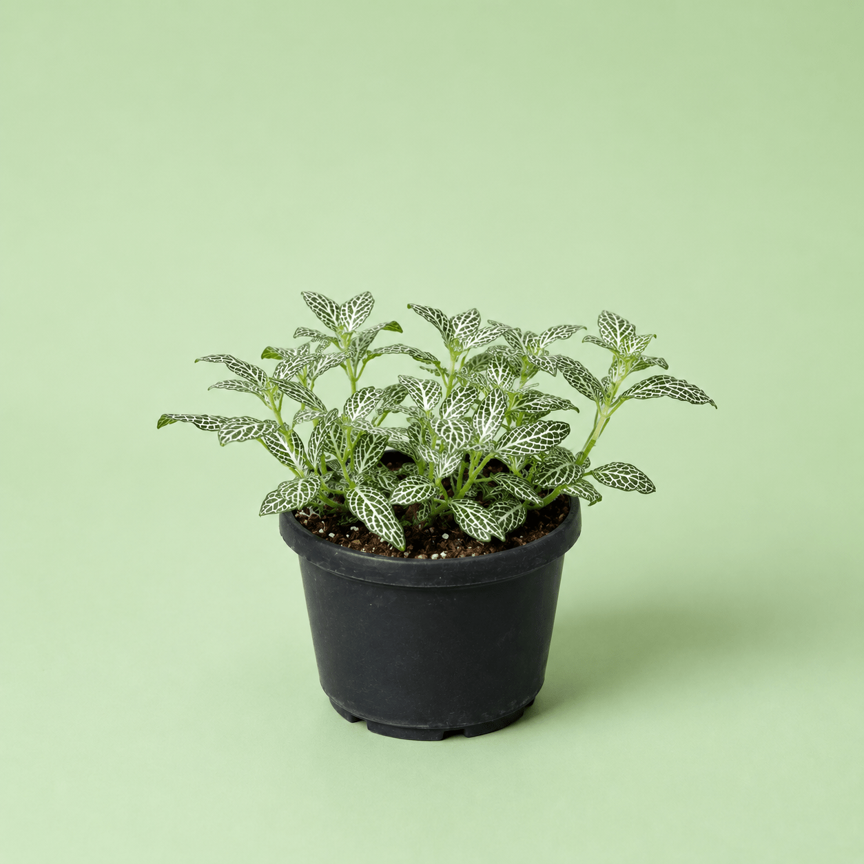 Fittonia - فيتونيا - Green Mist