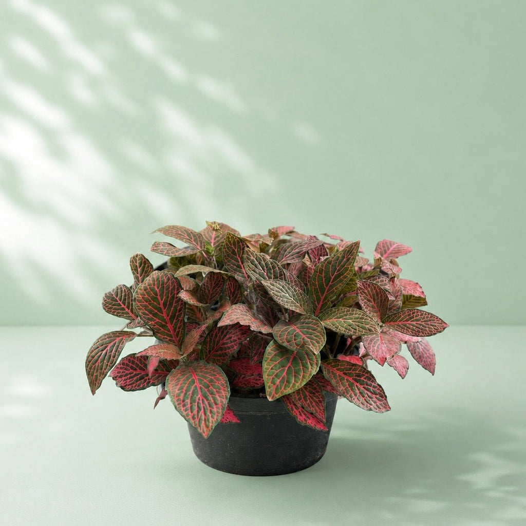 Fittonia - فيتونيا - Green Mist