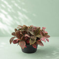 Fittonia - فيتونيا - Green Mist