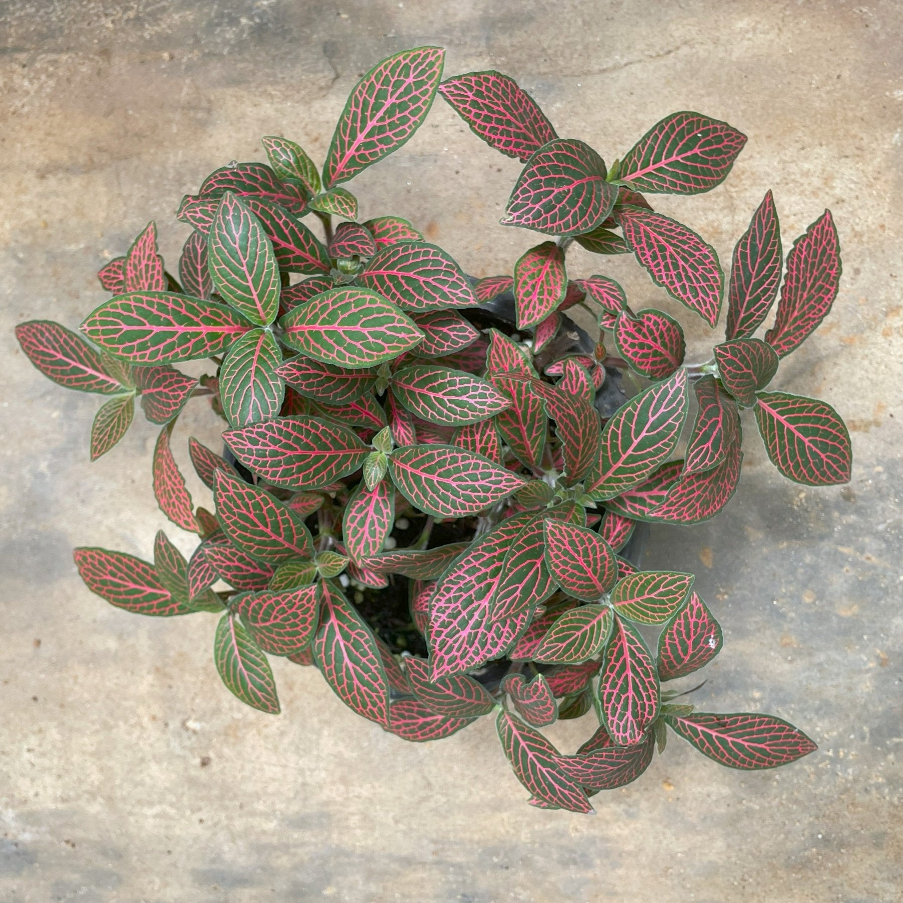 Fittonia - فيتونيا - Green Mist