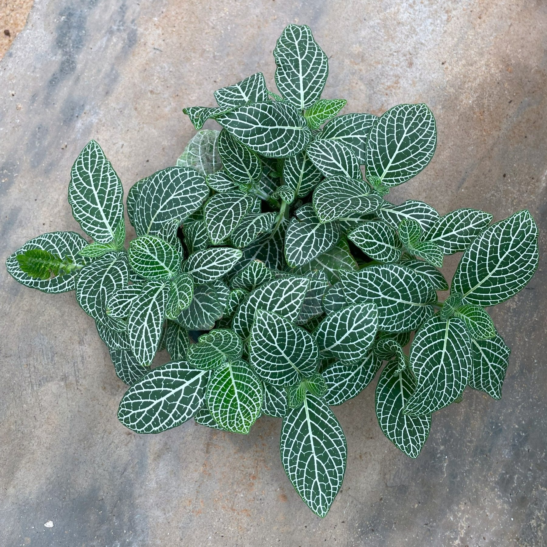 Fittonia - فيتونيا - Green Mist