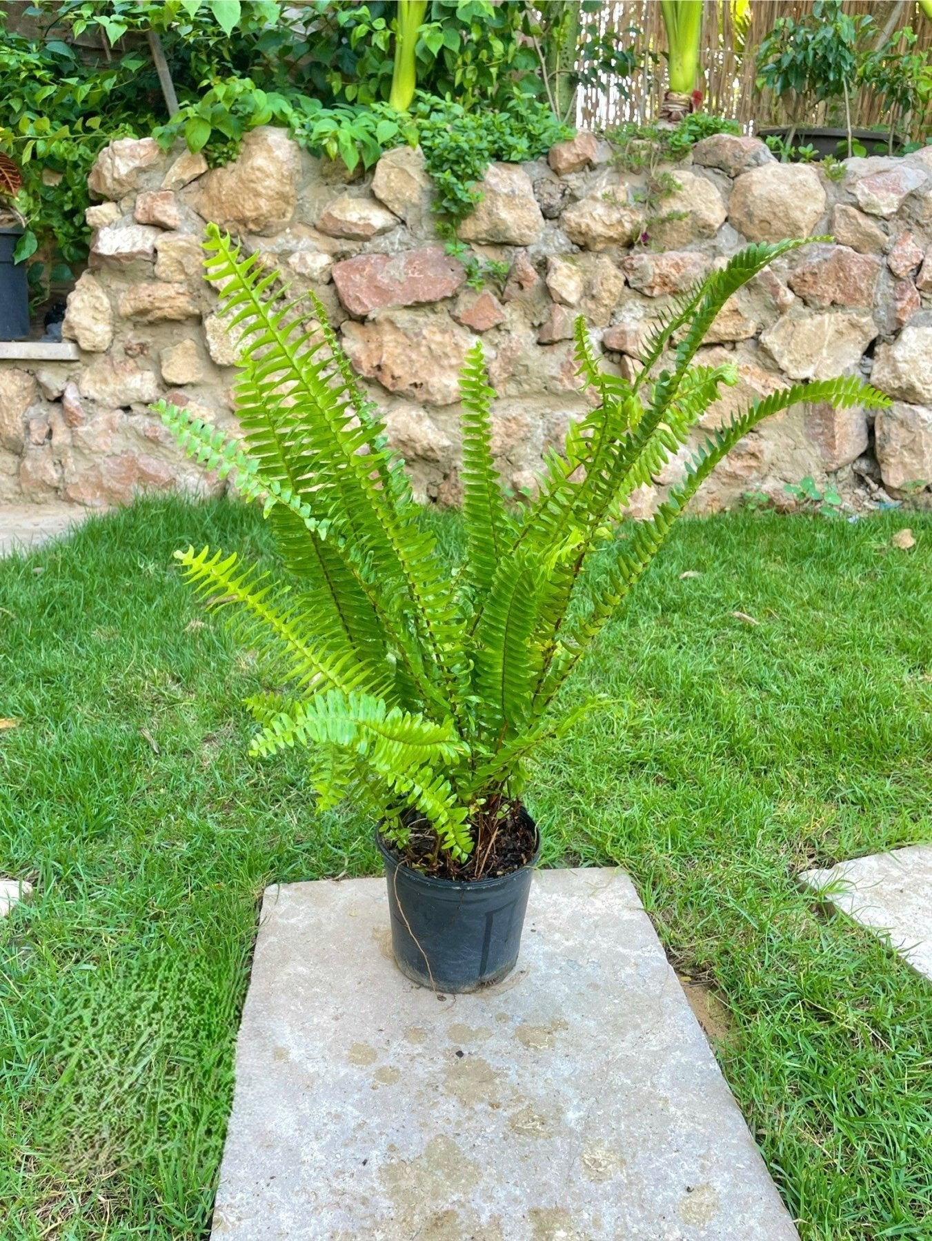 فوجير - Green Mist