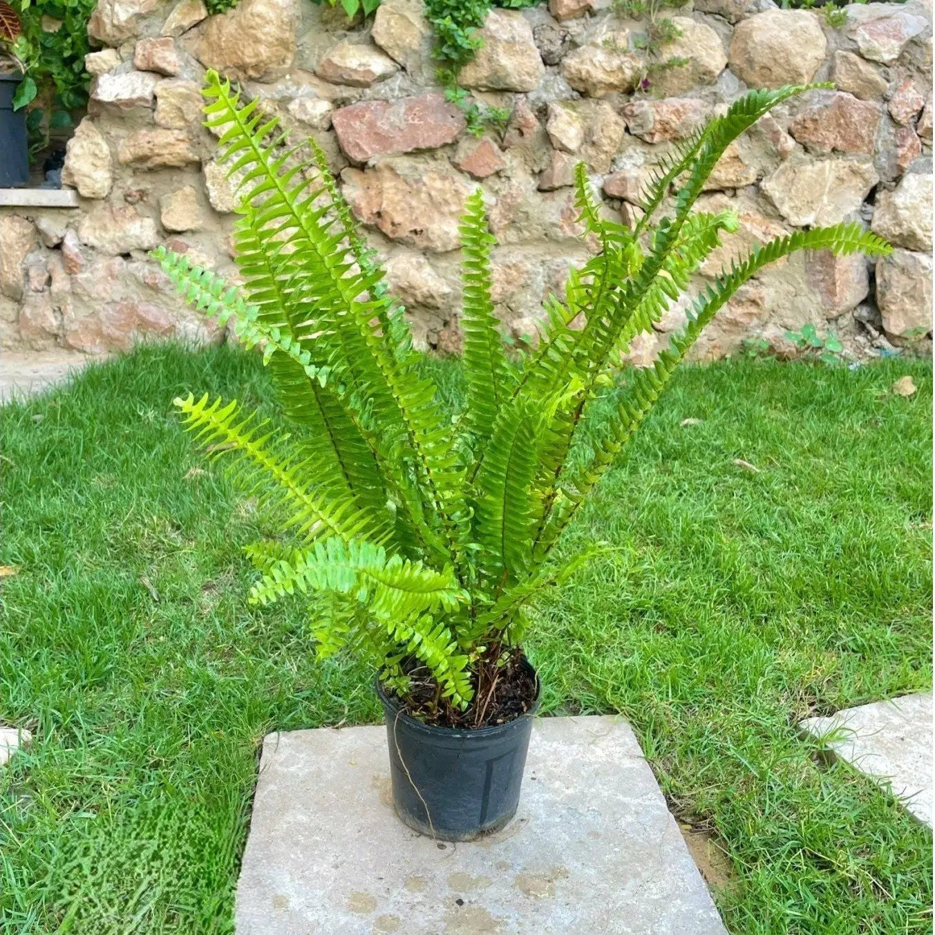 فوجير - Green Mist