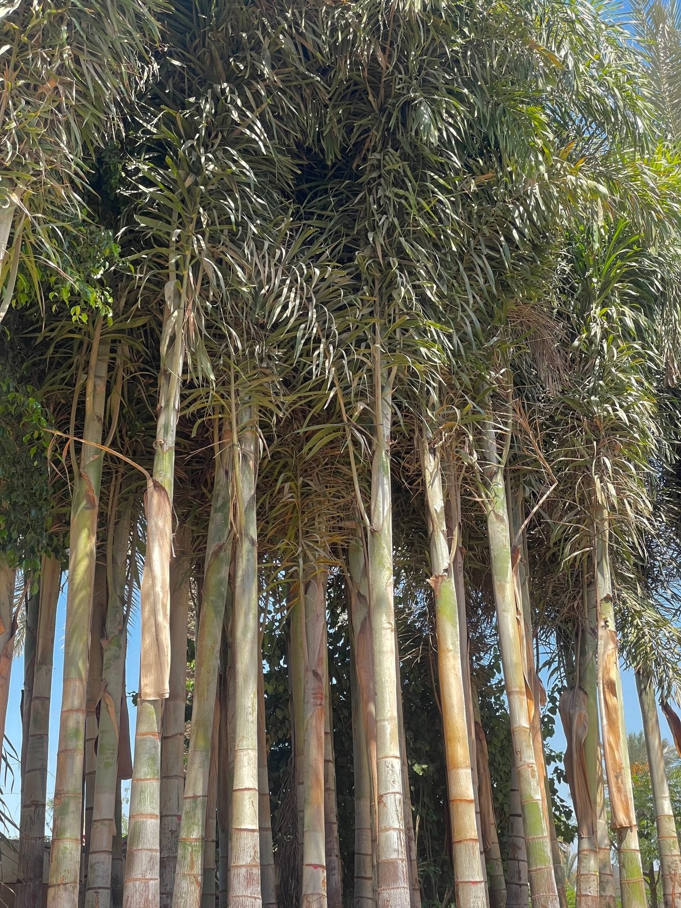 Foxtail Palm - Green Mist