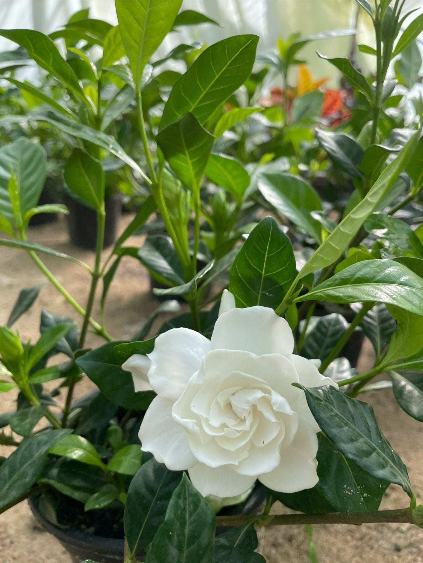 Gardenia - جاردينيا - Green Mist