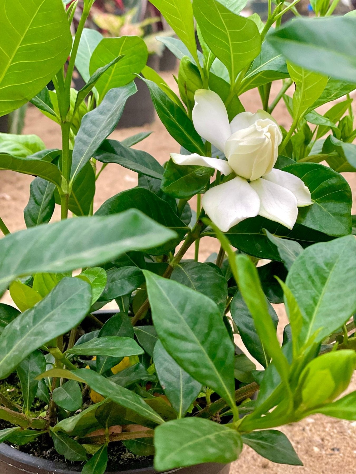 Gardenia - جاردينيا - Green Mist