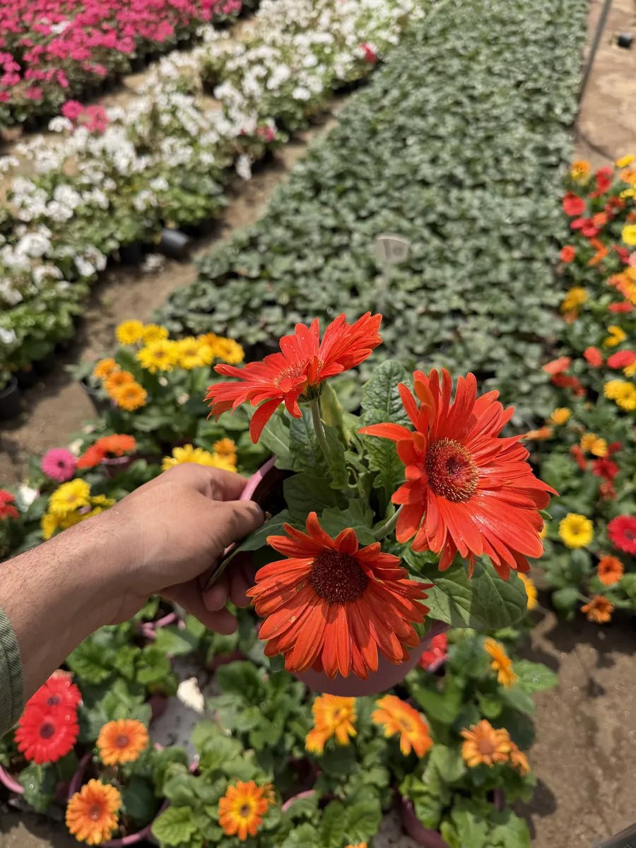 Gerbera - جربيرا - Green Mist