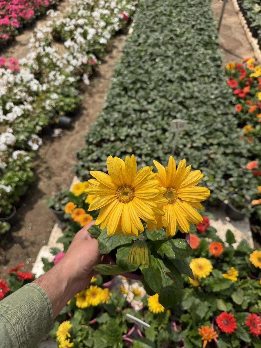 Gerbera - جربيرا - Green Mist