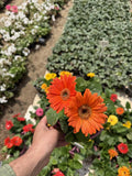 Gerbera - جربيرا - Green Mist