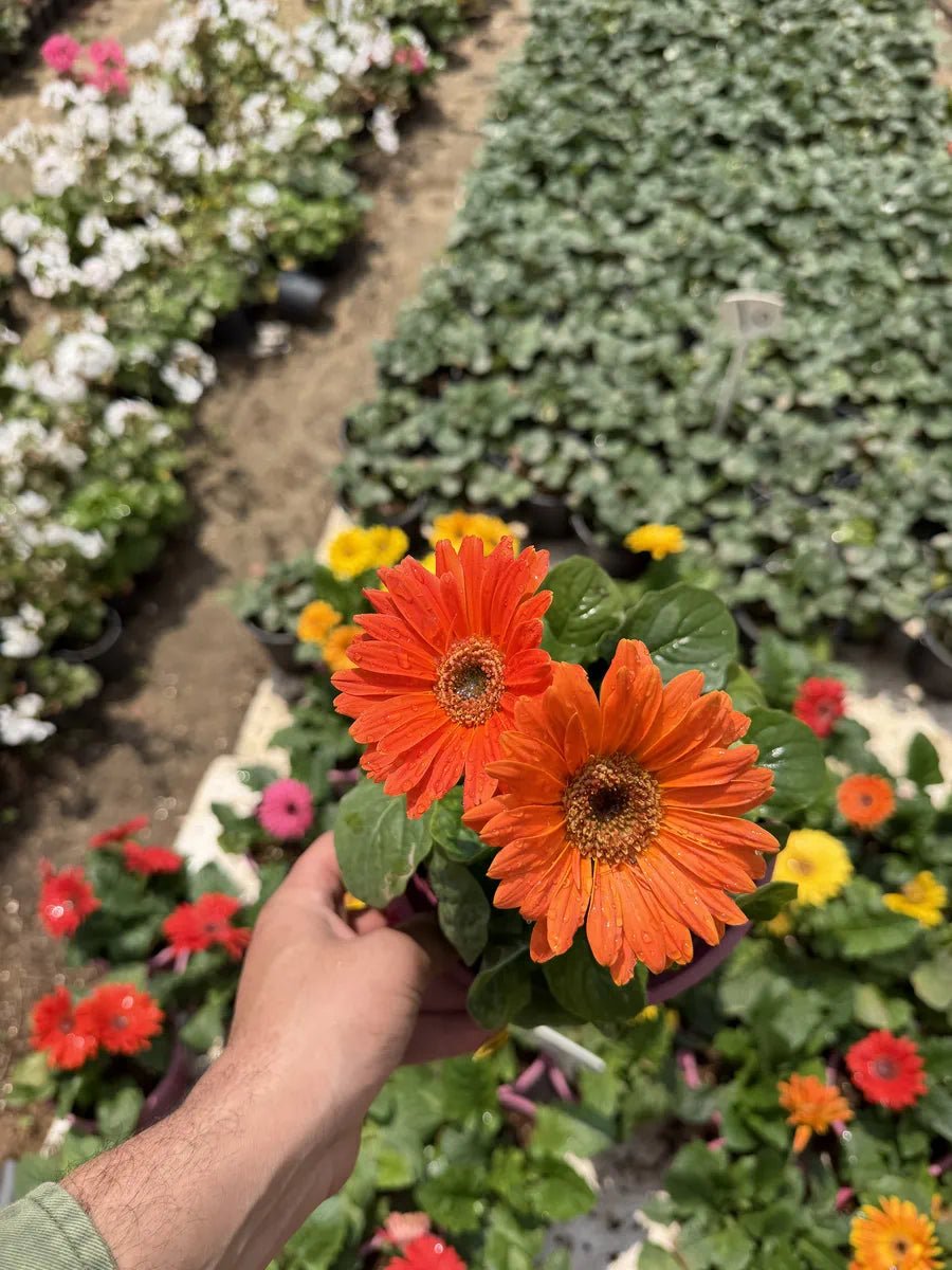 Gerbera - جربيرا - Green Mist