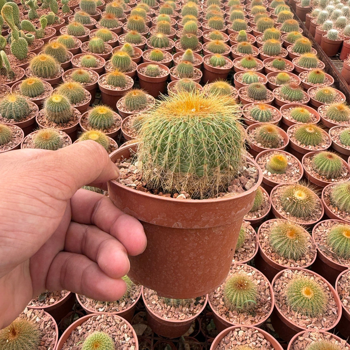 Golden Ball Cactus - Green Mist