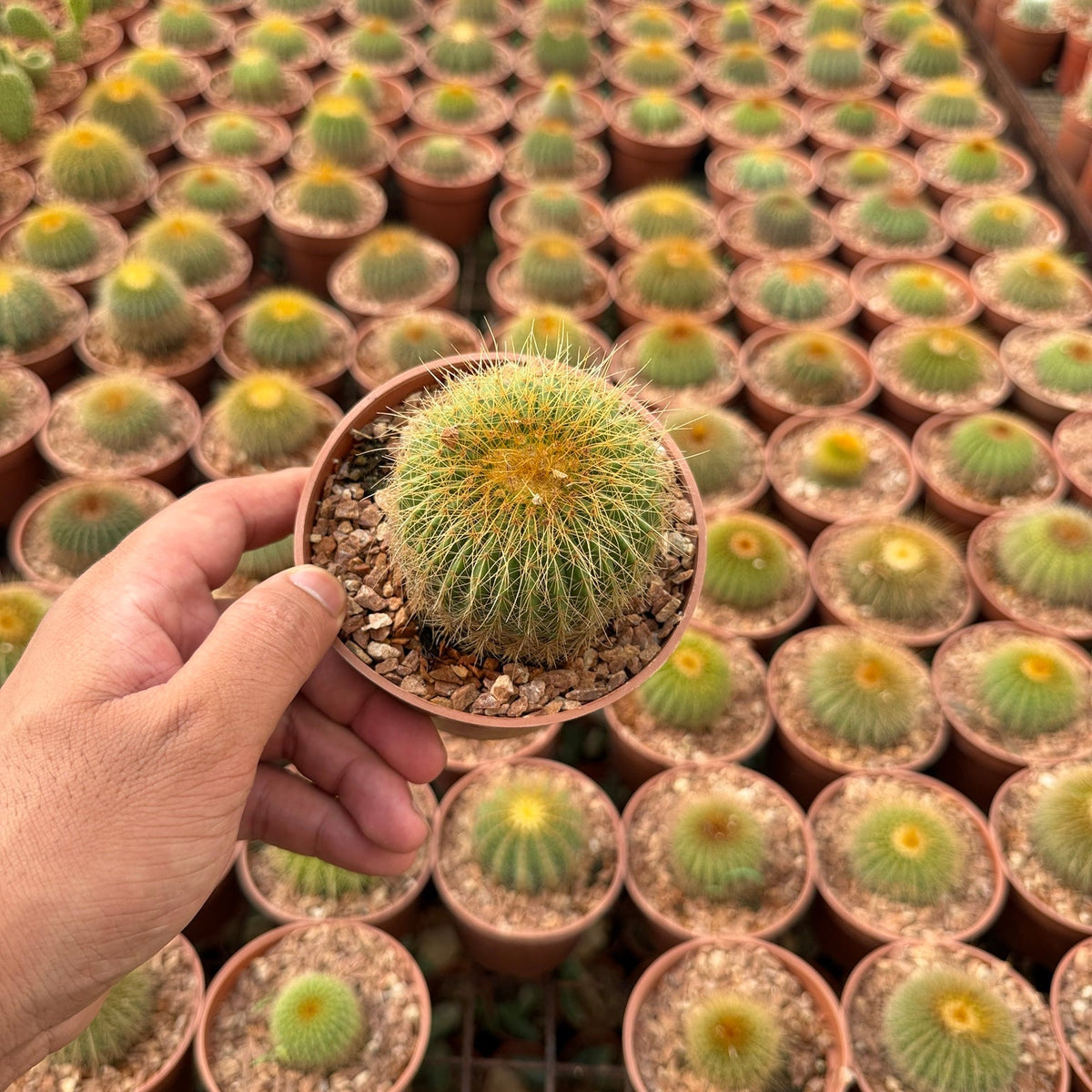 Golden Ball Cactus - Green Mist