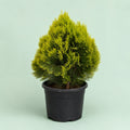 Golden Thuja plant