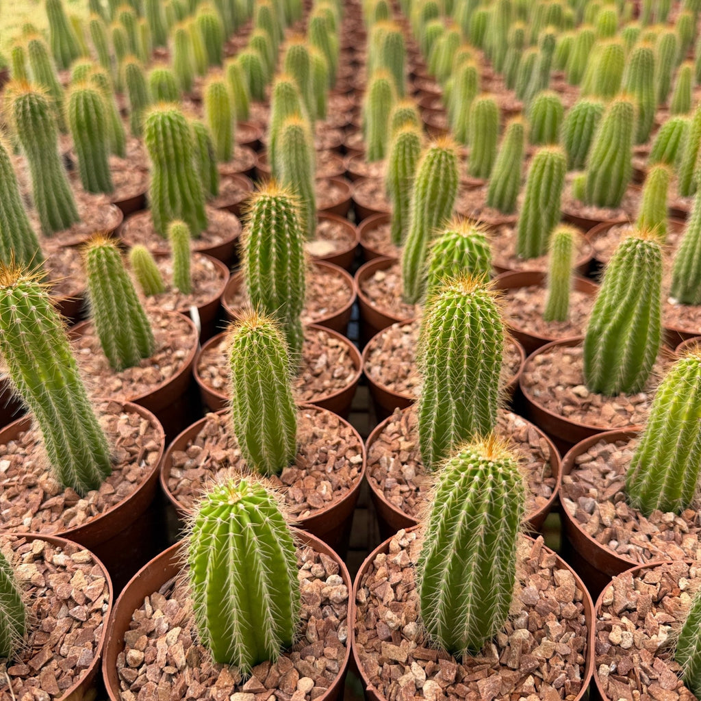 Golden Torch Cactus - Green Mist