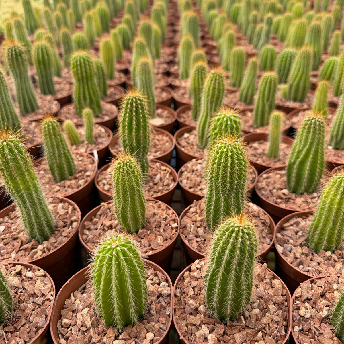 Golden Torch Cactus - Green Mist