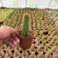 Golden Torch Cactus - Green Mist