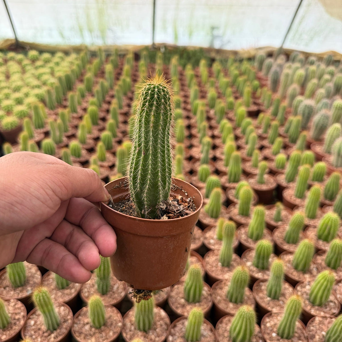 Golden Torch Cactus - Green Mist