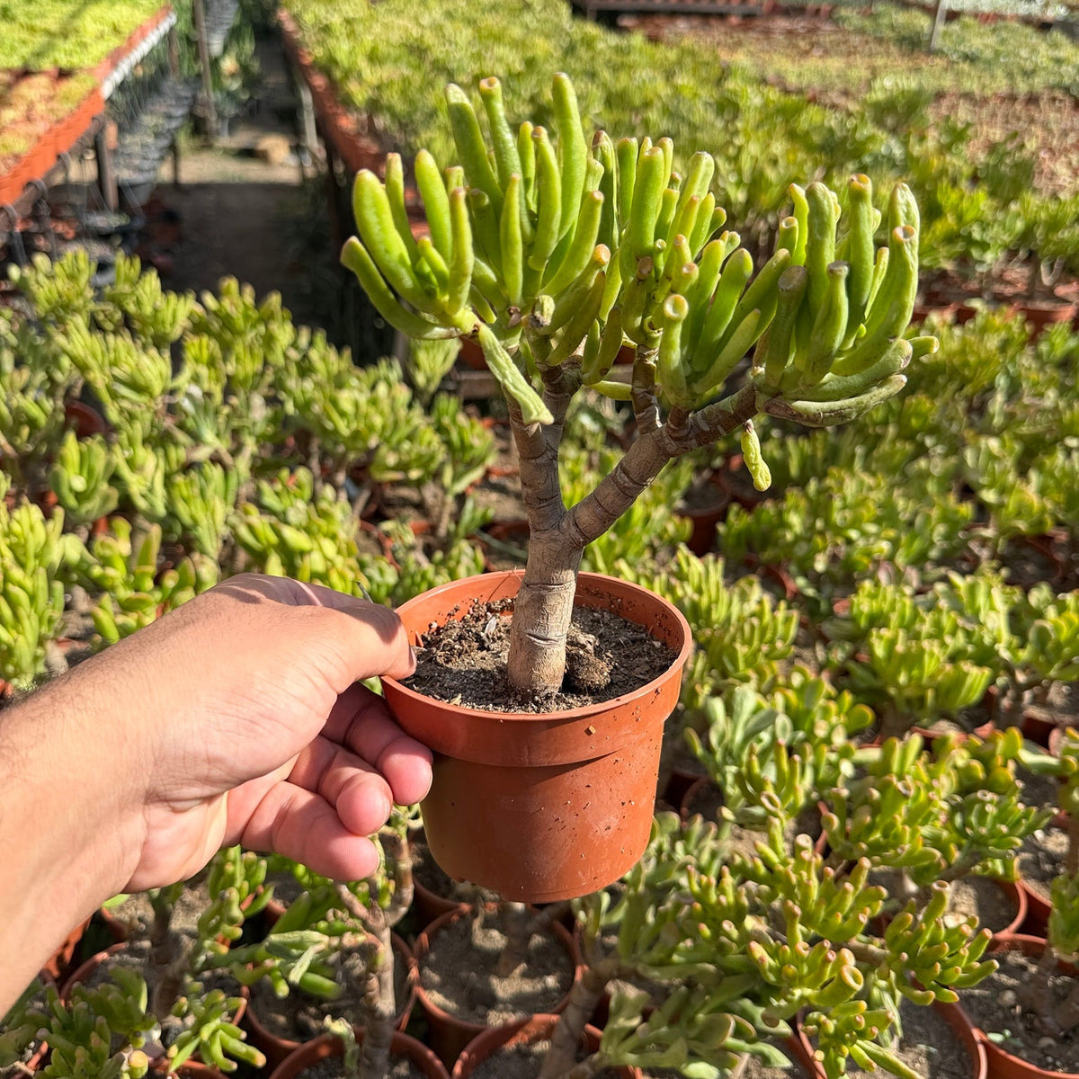 Gollum Jade - Green Mist
