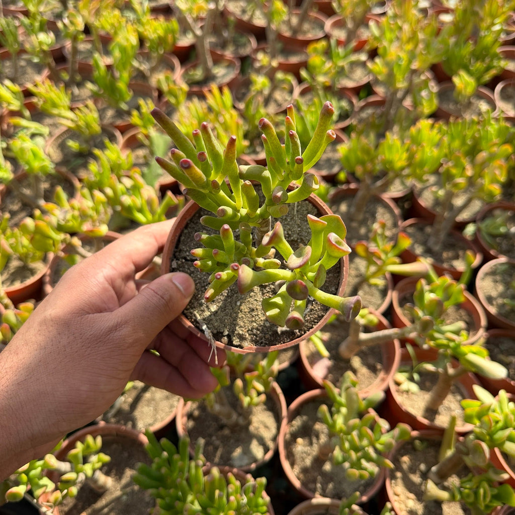 Gollum Jade - Green Mist