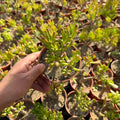 Gollum Jade - Green Mist