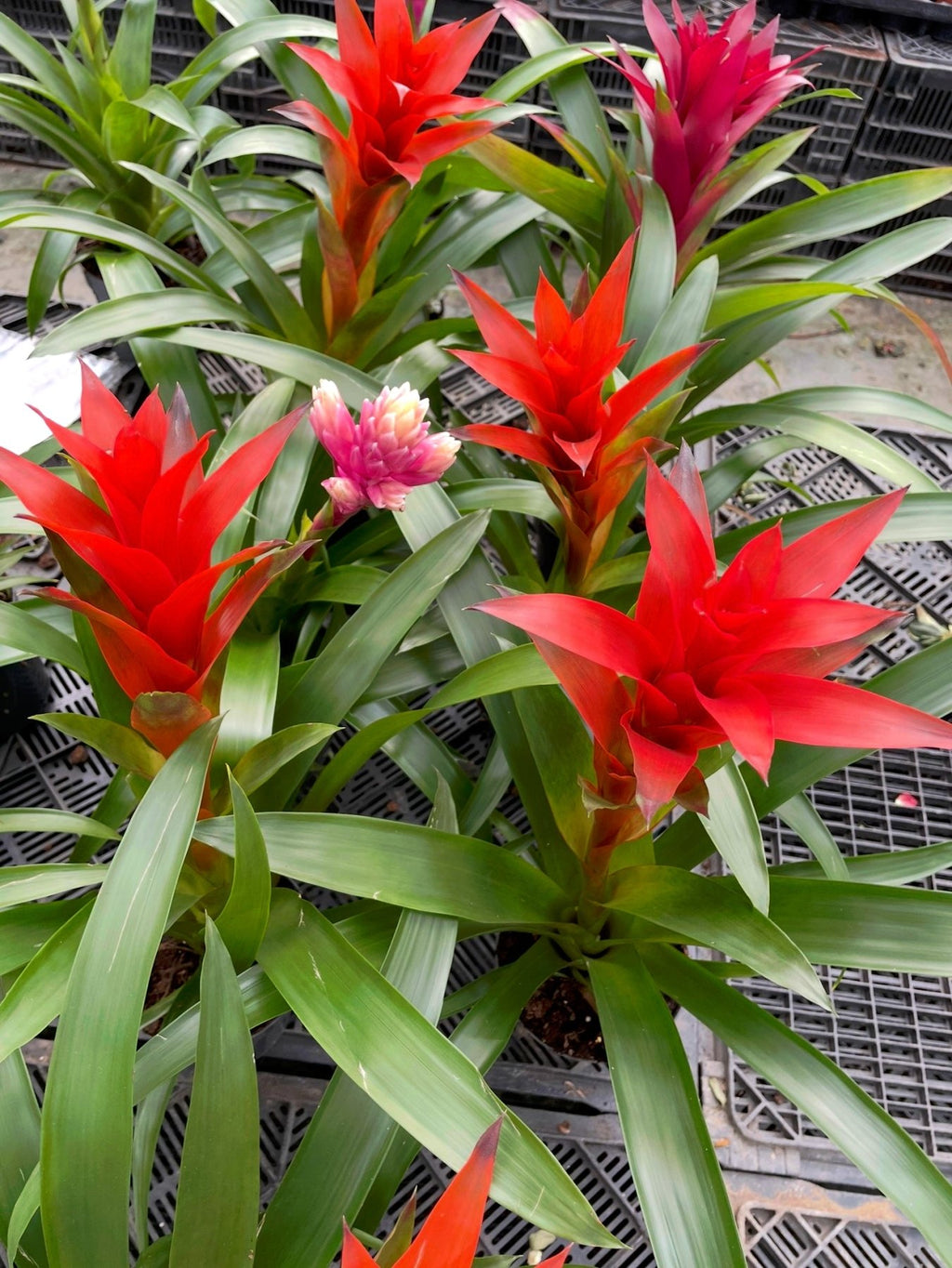 Guzmania - جوزمانيا - Green Mist