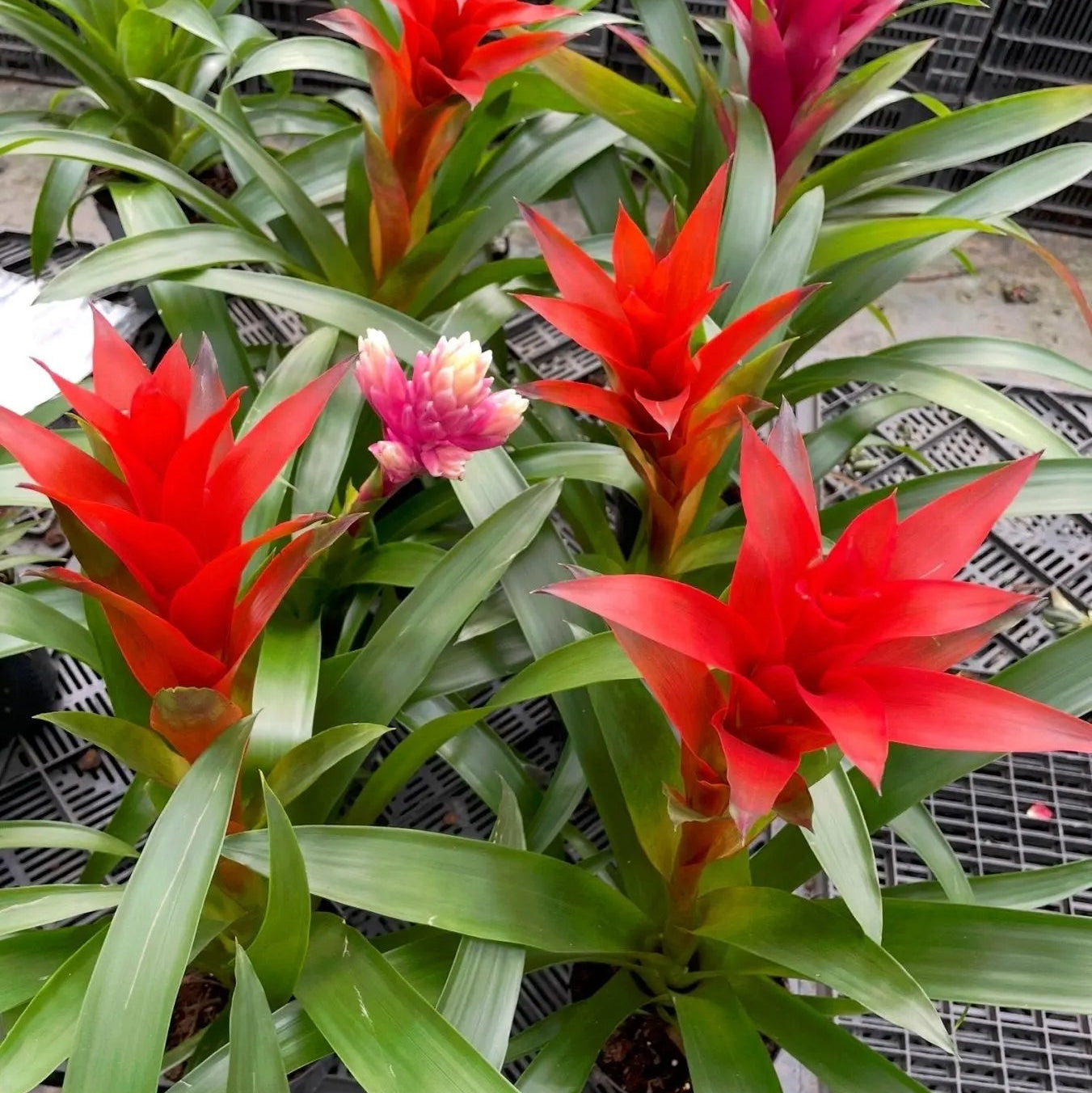 Guzmania - جوزمانيا - Green Mist